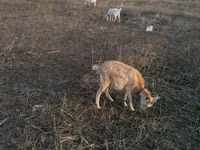 Capră, Capre — foto 3