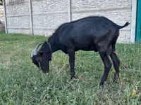Țap, Murcia-Granada goats — foto 2