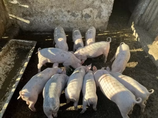 Eber, Schweine