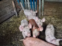 Scroafă, Porci — foto 1