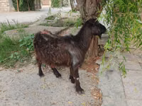 Dişi keçi, Keçilər — foto 6
