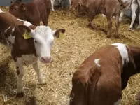 Rinder (Partie, Geschlecht nicht angegeben), Simmental cattle — Foto 3