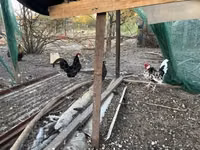Chickens — photo 4