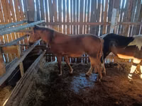 Toychoq, Yakutian horse — 2-rasm