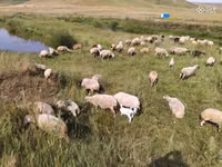 भेड़, Balbas sheep — फ़ोटो 1