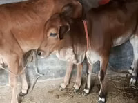 गाय, ब्राह्मण — फ़ोटो 2