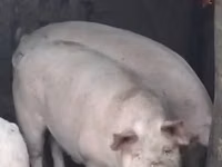 मादा सूअर — फ़ोटो 3