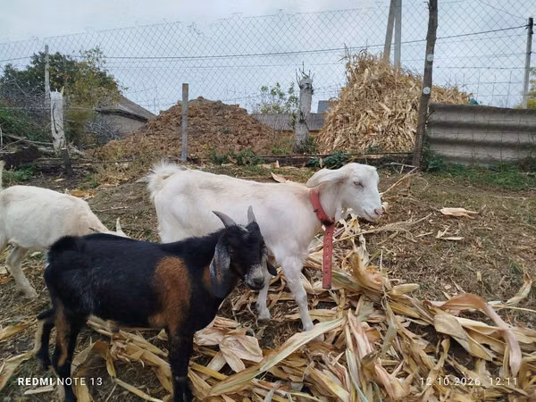 Cabra, Nubian Goat