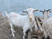 Capră, Saanen goat — foto 4