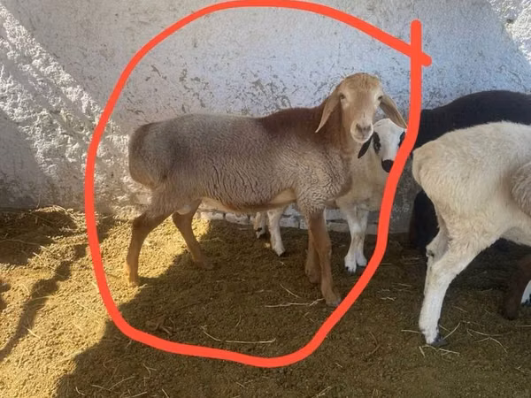 كبش, الأغنام