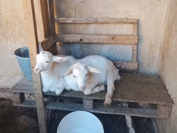 Capră, Saanen goat