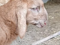 Carnero, Arashan sheep — foto 6