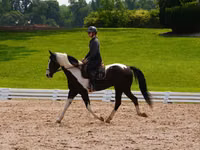 Caballo, Friesian — foto 4