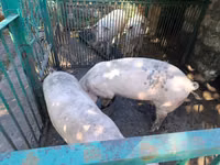 خنزير ذكر, الخنازير — الصورة 2