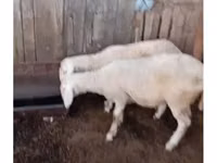 母羊, Sheep — 照片 2
