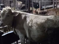 İnək, Simmental cattle — foto 1