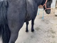 Madyan, Atlar — foto 4