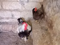 Chickens — photo 5