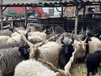 Sheep (batch, sex not specified), Racka sheep — photo 3
