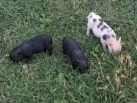 Porci (lot, sex nespecificat) — foto 3