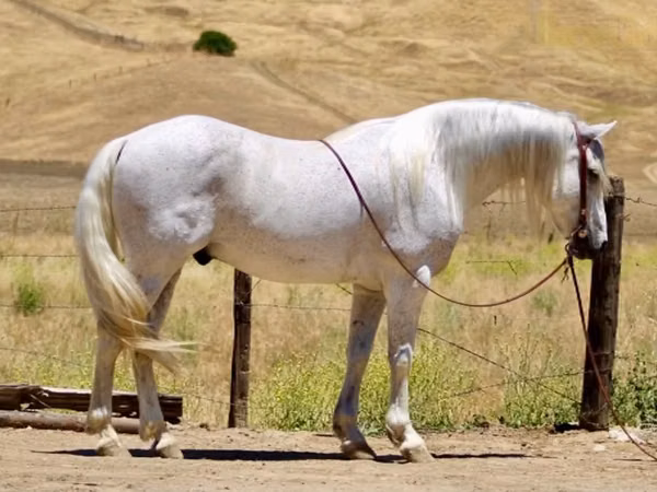 Cal, Quarter Horse