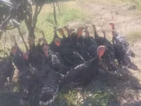 Turkeys — 1-rasm