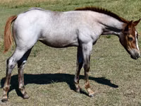母马, Quarter Horse — 照片 7