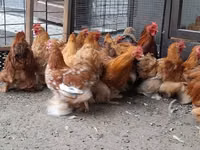 Pékin Bantam — photo 1