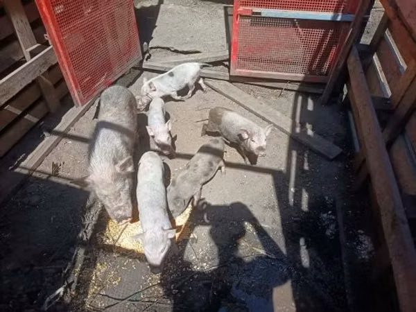 猪（批次，未指定性别）, 