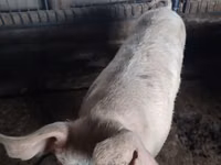 Scroafă, Porci — foto 2