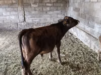 सांड, भूरा लातवियाई — फ़ोटो 3