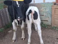Cow, Russian Black pied cattle — photo 1