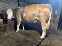 Cow, Simmental cattle — photo 2