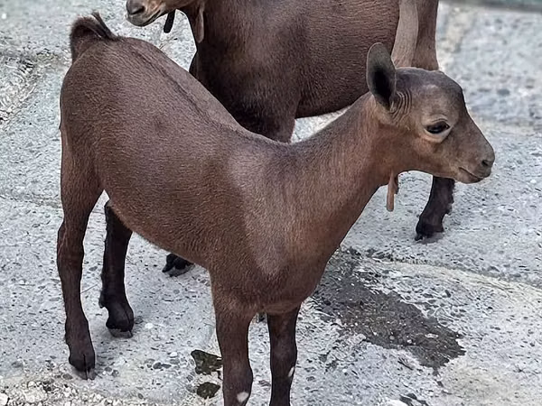 Țap, Murcia-Granada goats