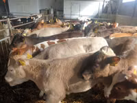 Buqa, Simmental cattle — 1-rasm