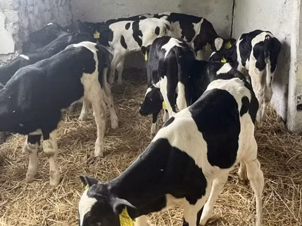 ثور, Russian Black pied cattle