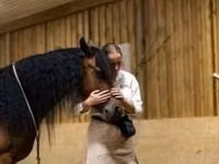 Stute, Friesian — Foto 7