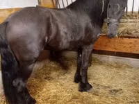 Hengst, Friesian — Foto 2
