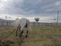 Caballo, Caballos — foto 4