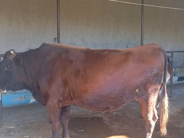 Bull, Cattle