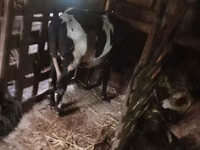Cow, Russian Black pied cattle — photo 2