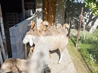 Qoʻy, Arashan sheep — 7-rasm