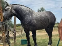公马, Horses — 照片 2