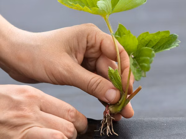 Агроволокно чёрное мульчирующее, Agrofibre (Agril) negru de mulcire