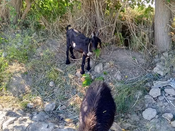 Capră, Capre