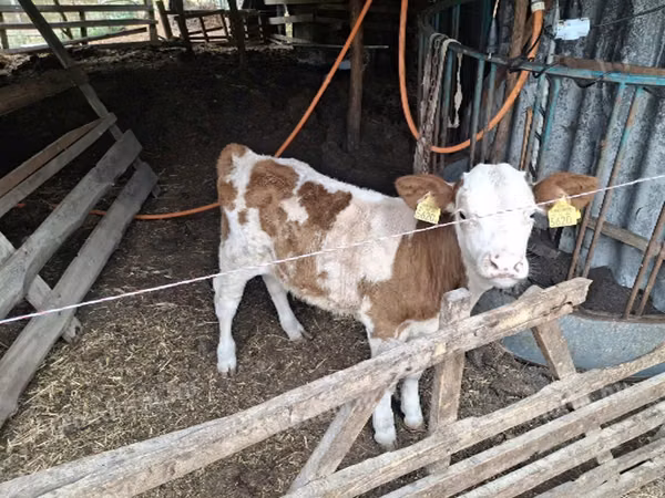 Taureau, Race grise hongroise