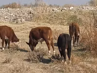 Buğa, Herefod — foto 1