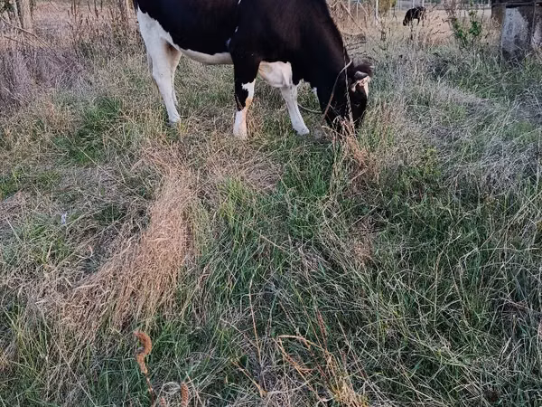 Kuh, Russian Black pied cattle — Republik Moldau