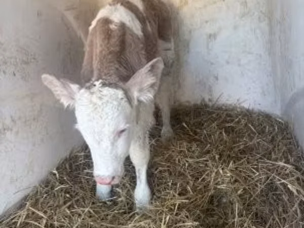 Bou, Simmental cattle
