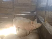 母猪, Pigs — 照片 4